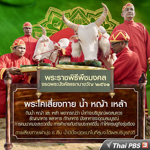 泰國春耕節婆羅門儀式白色聖牛占卜